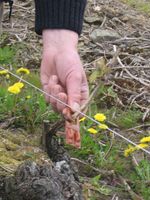 La pose des capsules de phéromones sur les ceps de vignes
